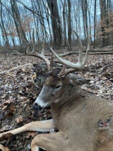 A large buck with antlers lies on the forest floor among fallen leaves and trees, appearing lifeless.