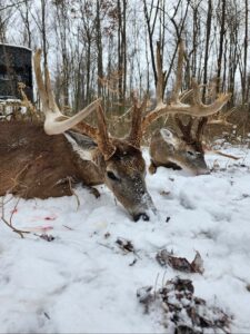 Two deer with large antlers lying on snowy ground in a forested area.